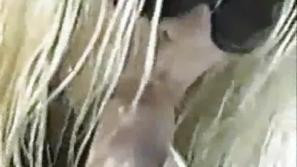 Celebrity Blowjob, video bokeb korea terbaru