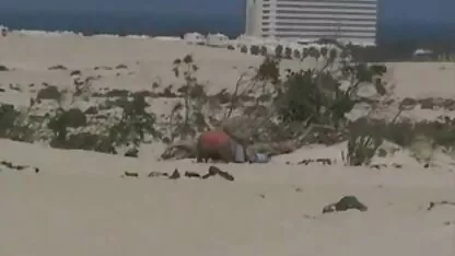 Keponakan amatir dan pria di pantai, video bokep janda kesepian